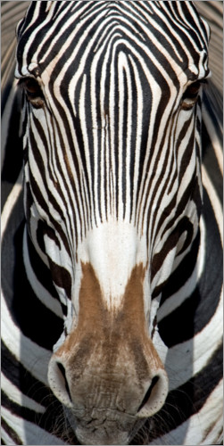 Poster Zebra portrait