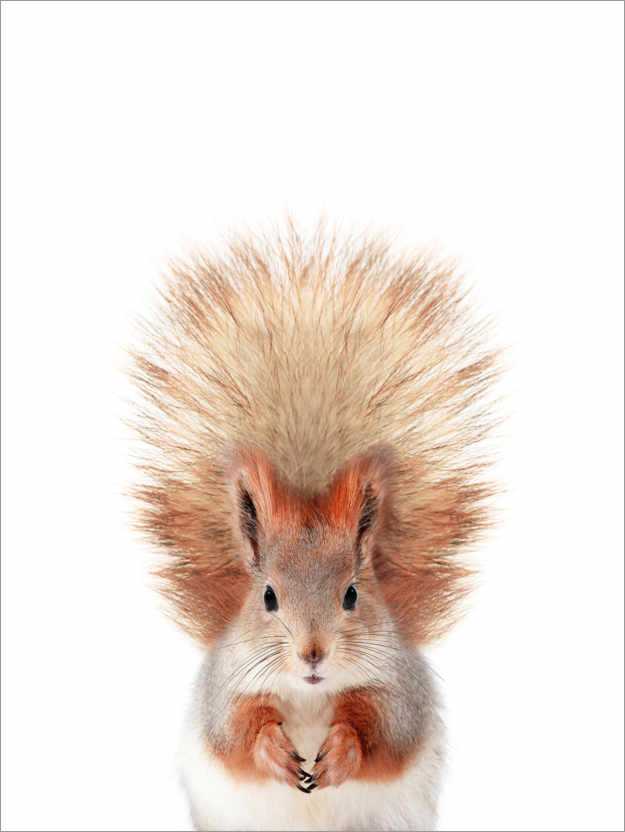 Premium poster Baby squirrel