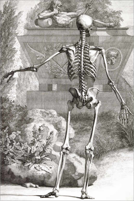 Premium poster The bone skeleton, rear view (Plate II)