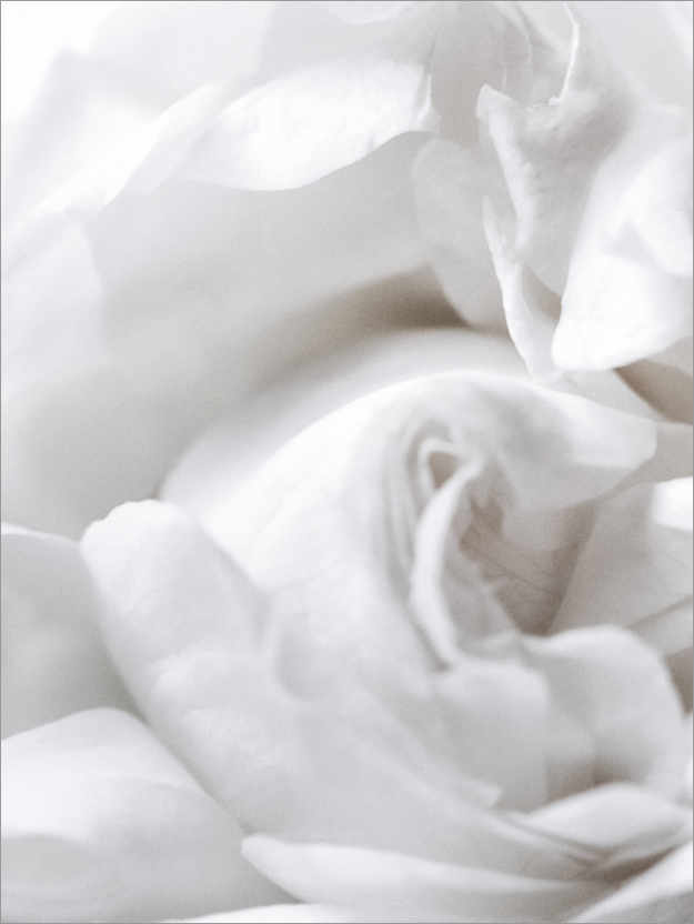 Premium poster White rose