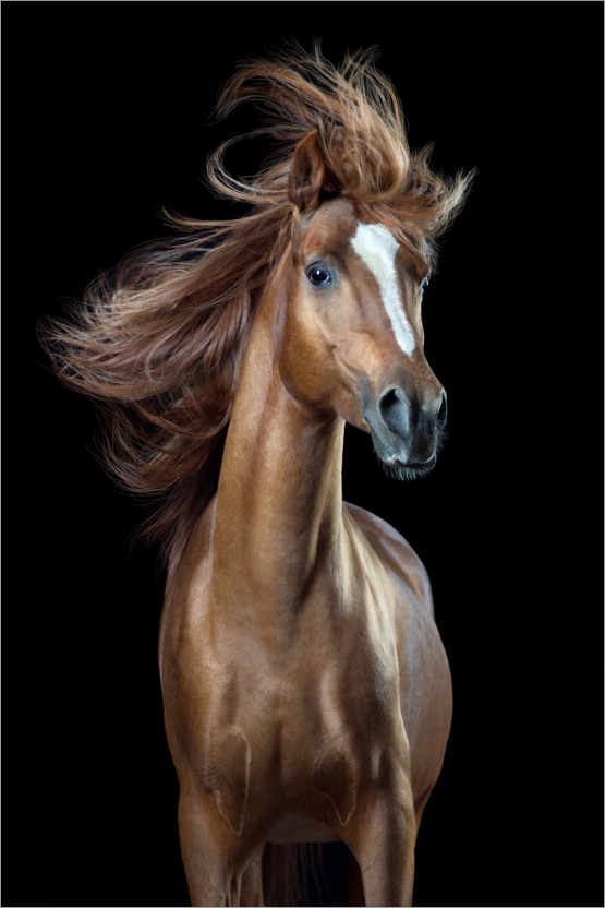 Premium poster Horsestyle III