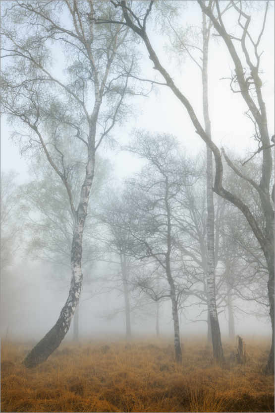 Poster Birch trunks in the fog