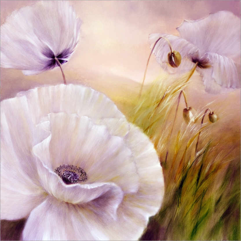 Poster White poppy flowers on purple