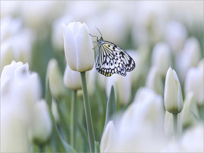Poster White tulips with butterfly