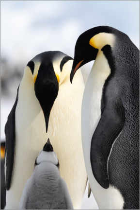 Muursticker  Penguin with cub - P. Marazzi