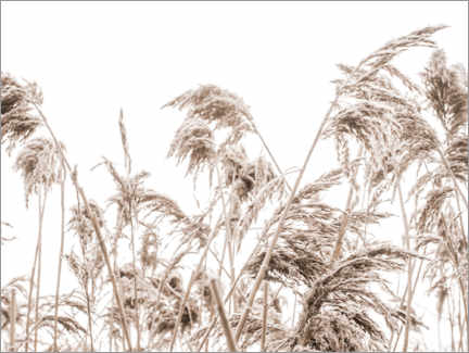 PVC print  Autumn Reeds I - Magda Izzard