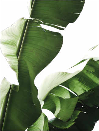 Gallery print  Banana leaf I - Magda Izzard