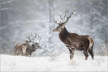 Hout print  Deer in the snow - Moqui, Daniela Beyer