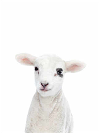 Canvas print  Baby lamb - Sisi And Seb