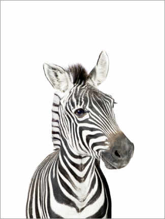 Premium poster Baby zebra