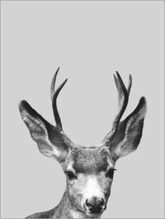 Premium poster Gray deer