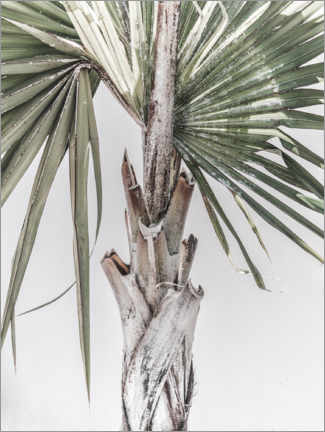 Premium poster Palm tree