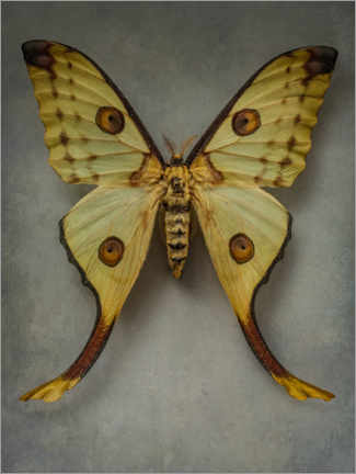 Premium poster Vintage butterfly I