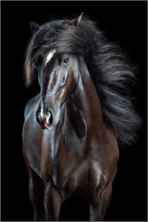 Premium poster Horsestyle VIII