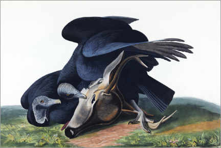 Poster Black vulture