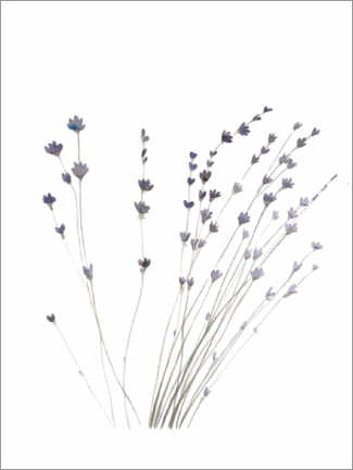 Gallery print  Lavender - Mantika Studio
