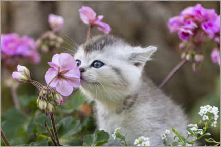 PVC print  Kitten between flowers - Heidi Bollich