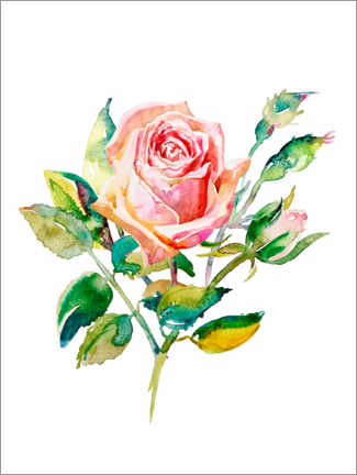Poster Summer rose II