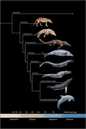 Poster Development of the whales