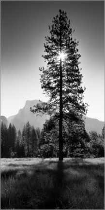 Poster Wonderful sunrise in the Yosemite valley