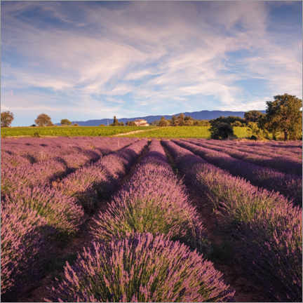 Poster Lavender field in Provence, France