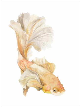 Poster Siamese fighting fish