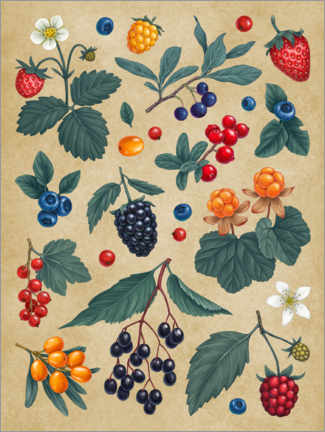Premium poster Forest Berries