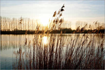 Poster Reeds at sunset