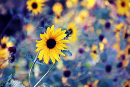 Canvas print  Sunflowers in the wind - Die Farbenflüsterin