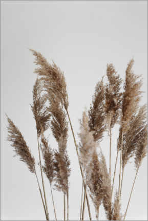 Poster  Perfect pampas grasses in the wind - Studio Nahili