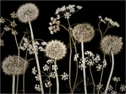 Canvas print  Meadow flowers - Assaf Frank