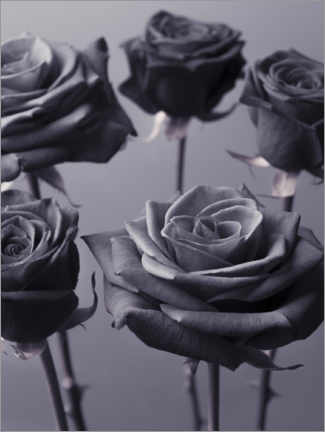 Poster Modern roses