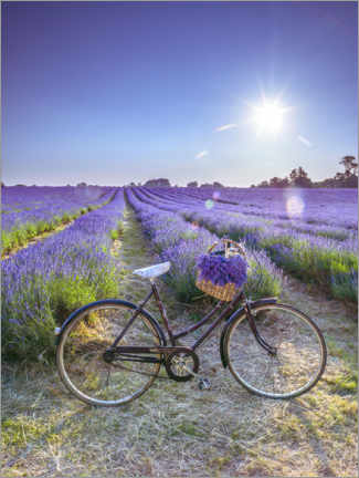 Poster A bicycle at the lavender field