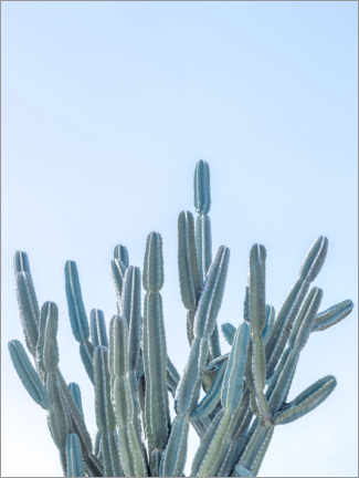 Poster Blue Cacti