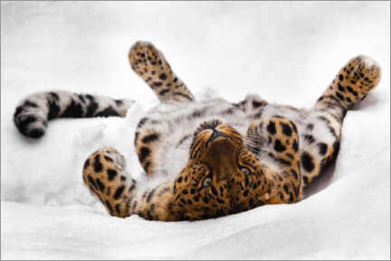 Muursticker  Far Eastern leopard lying in the snow - Mikhail Semenov