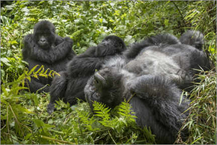 Premium poster  Mountain gorillas resting in the rainforest - Paul Souders