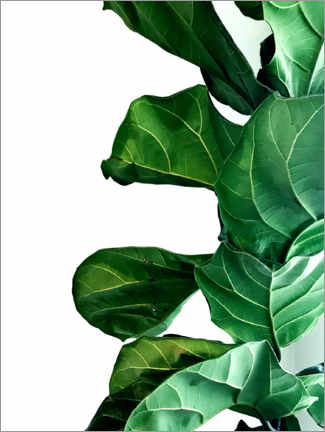 Premium poster Green Leaves IV