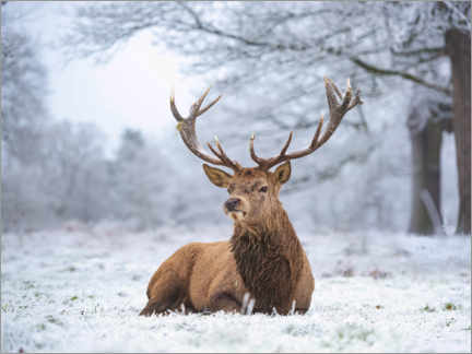 Hout print  Deer portrait in heavy frost - Max Ellis