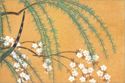 Canvas print  Yanagi Sakura - Kamisaka Sekka