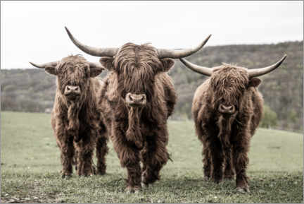 Hout print  Three highland cattle - Jan Schuler