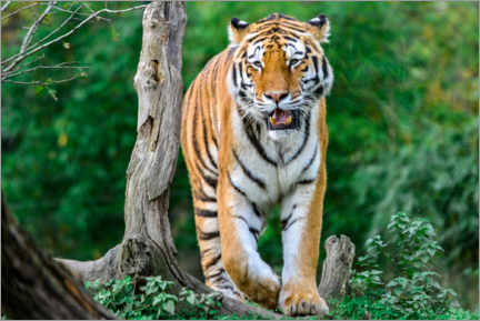 Premium poster Amur Tiger