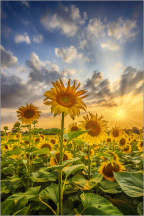 Poster Sunflowers in the sunset