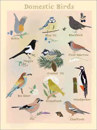 Premium poster Domestic Birds