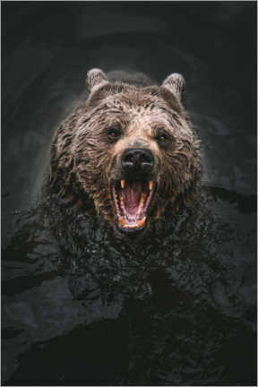 Premium poster Bear in the water