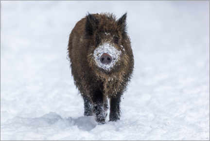 Hout print  Young wild boar in winter - Dieter Meyrl