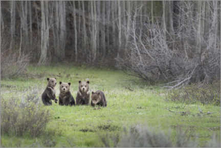 Premium poster Four grizzly bear cubs in a meadow
