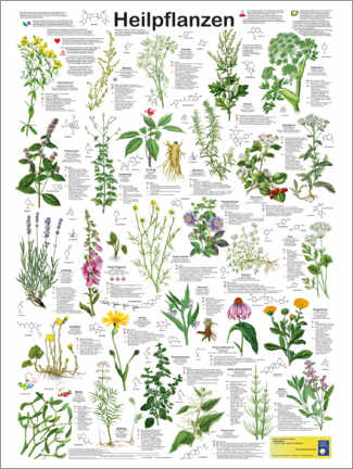 Canvas print  Medicinal plants (German) - Planet Poster Editions