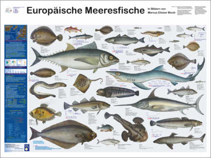 Premium poster European marine fish (German)