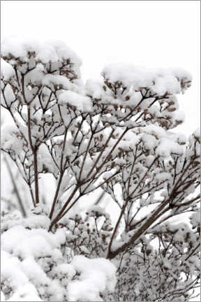 Canvas print  White winter flowers in the snow - Studio Nahili