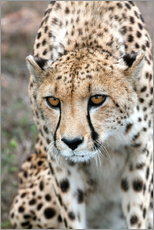 Gallery print  Cheetah on foray, South Africa - Fiona Ayerst